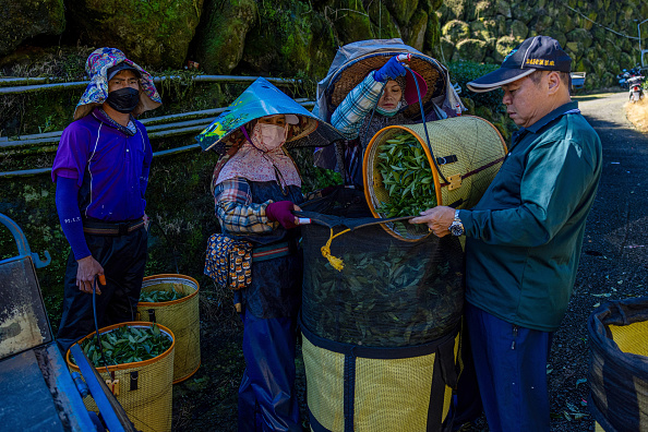 Workers collect tea leaves to be transported back to the tea field on August 27, 2023 in Chiayi, Taiwan. (Photo by Annabelle Chih/Getty Images)