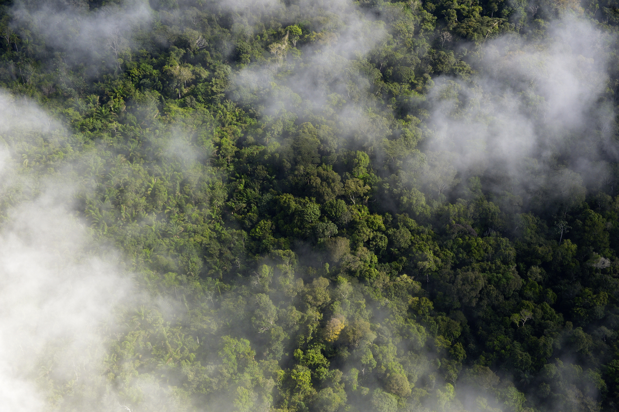 The Amazon Forest. Credit: Westend61/Getty Images